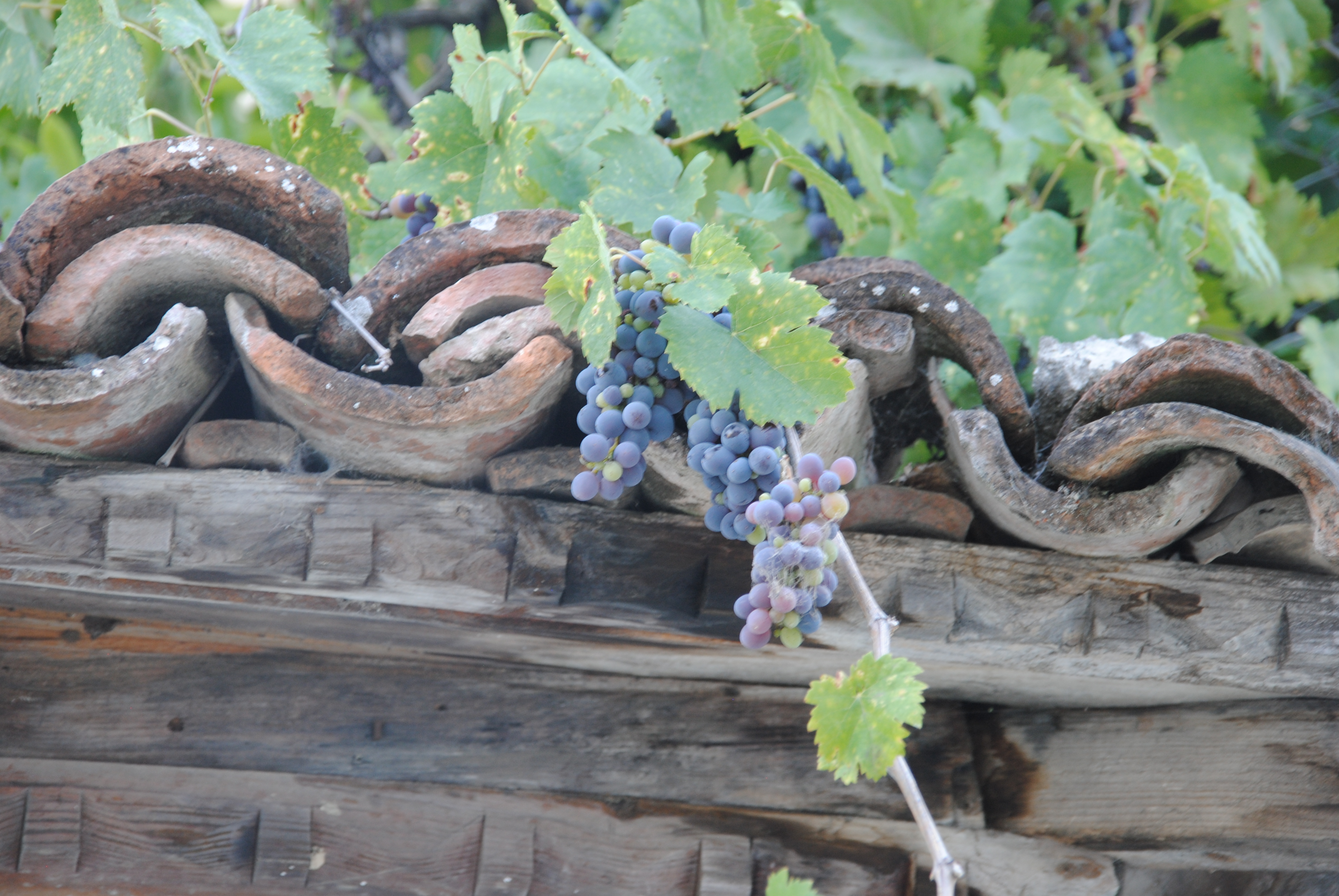 Grapes