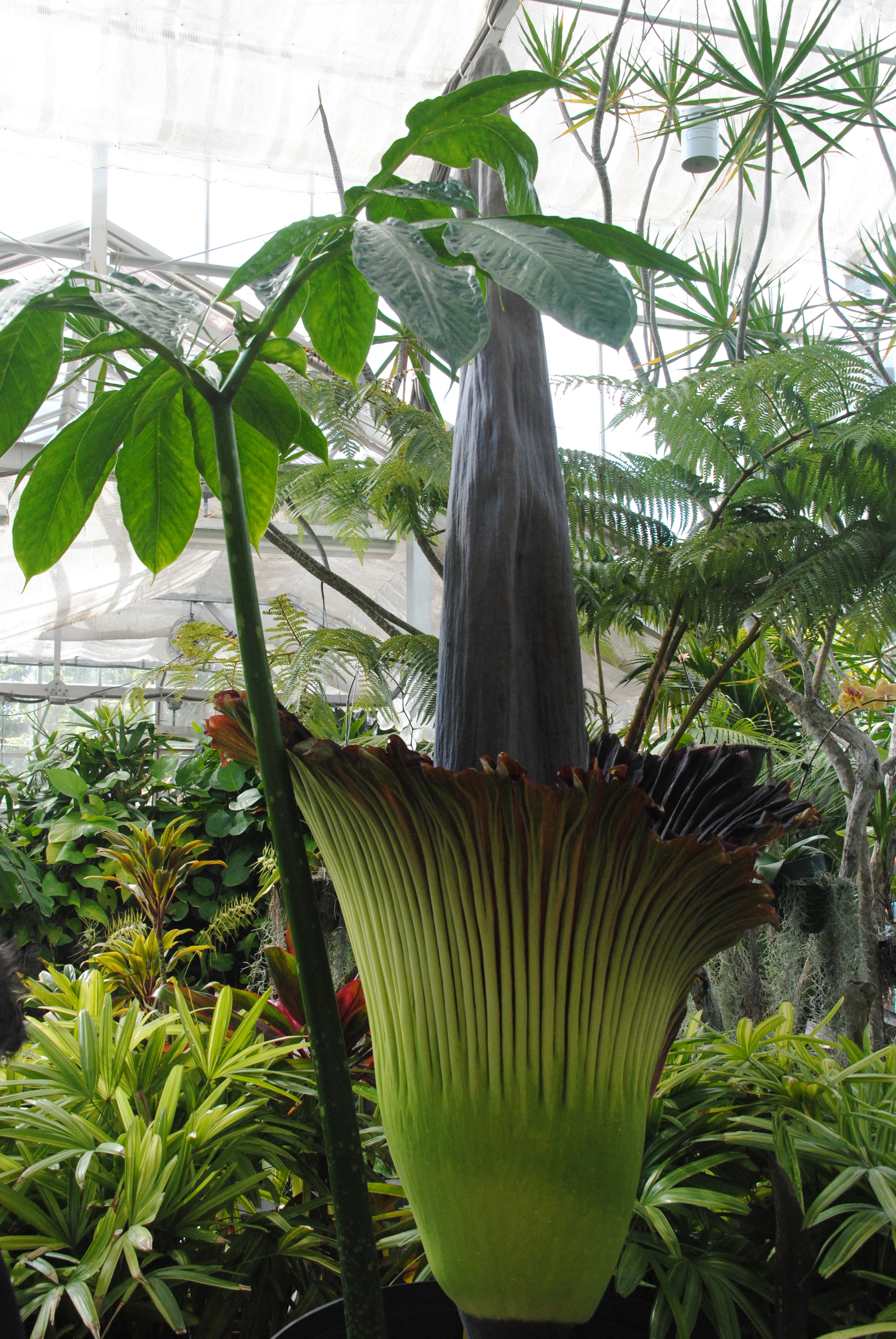 Titan Arum (also called corpse plant)