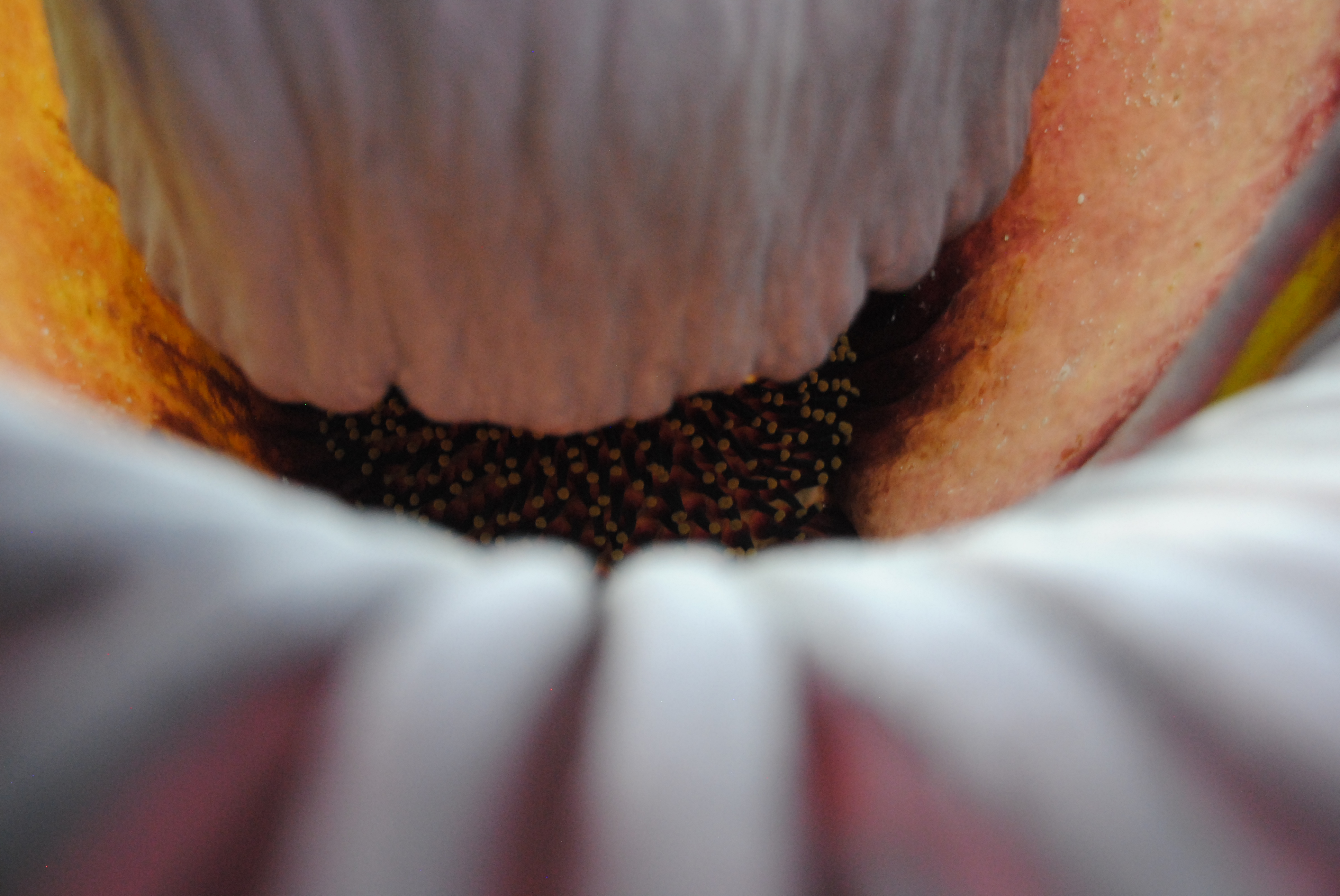 Titan Arum (also called corpse plant)2