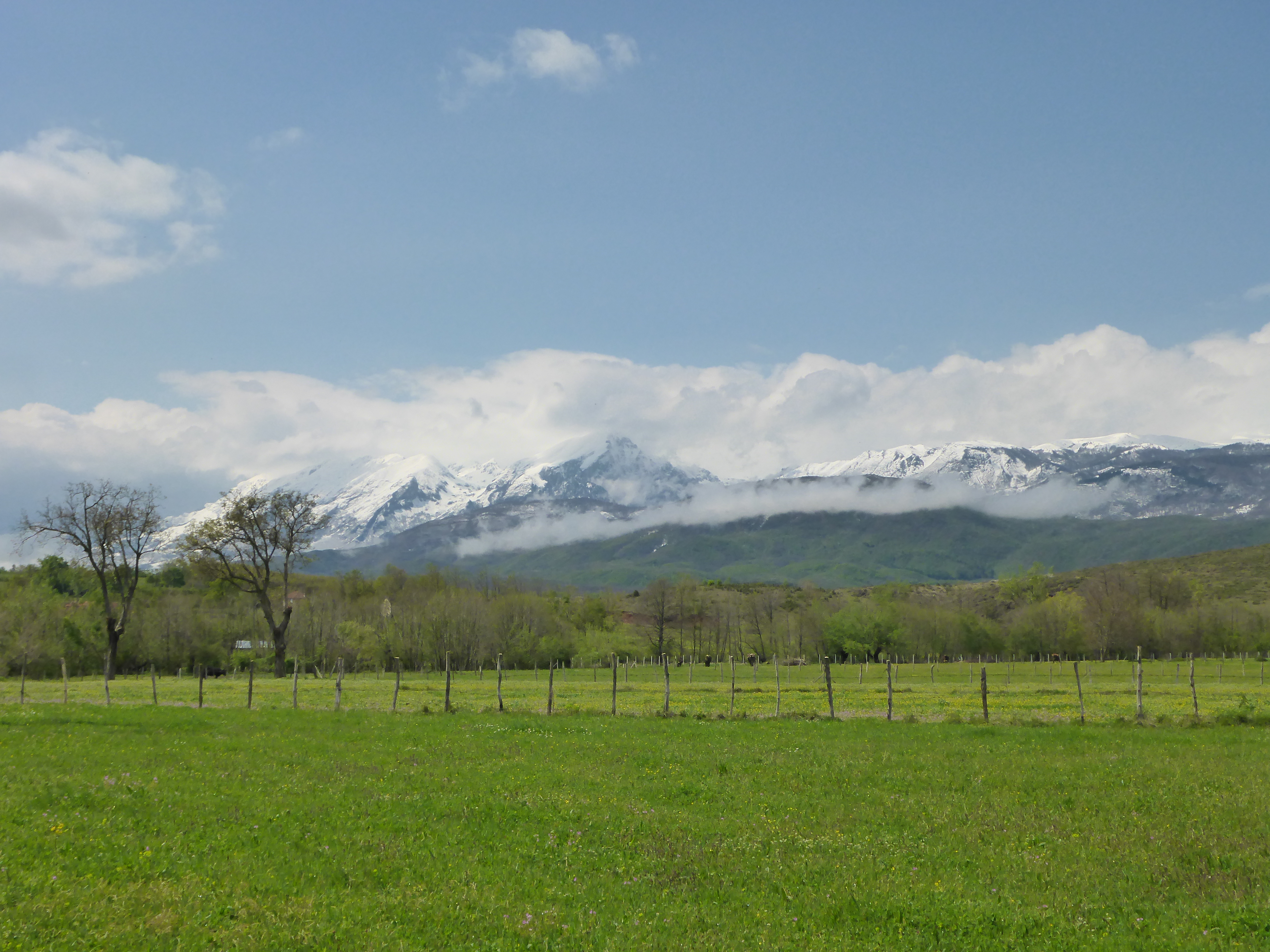 Beautiful combination of green grass, snowy mountains and clear blue sky