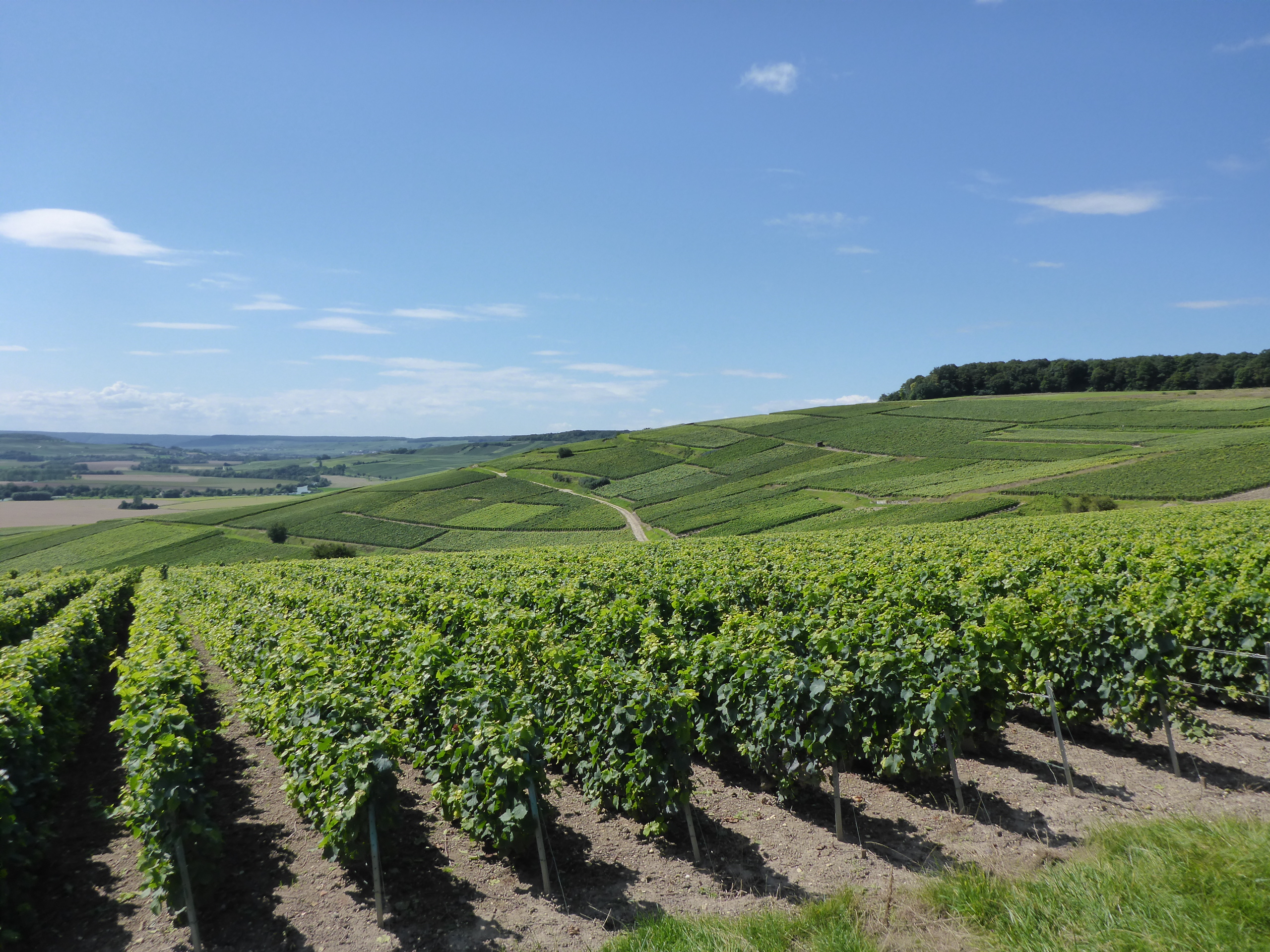Vineyards in Champagne.