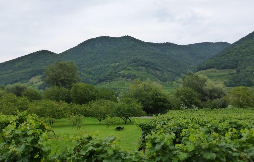 By Weissenkirchen between Spitz and Krems in the Wachau area, Austria