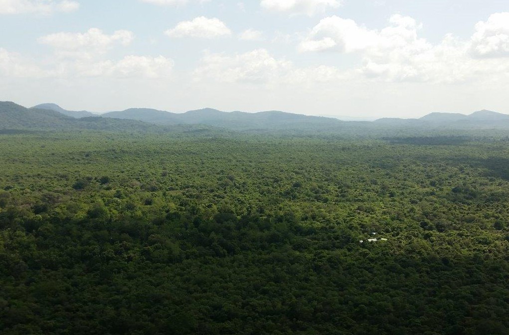 Green, green view seen from Pidurangala Rock