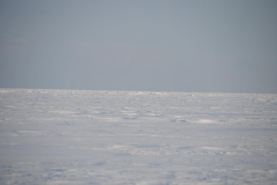 A polar bear mother with two kids at Svalbard