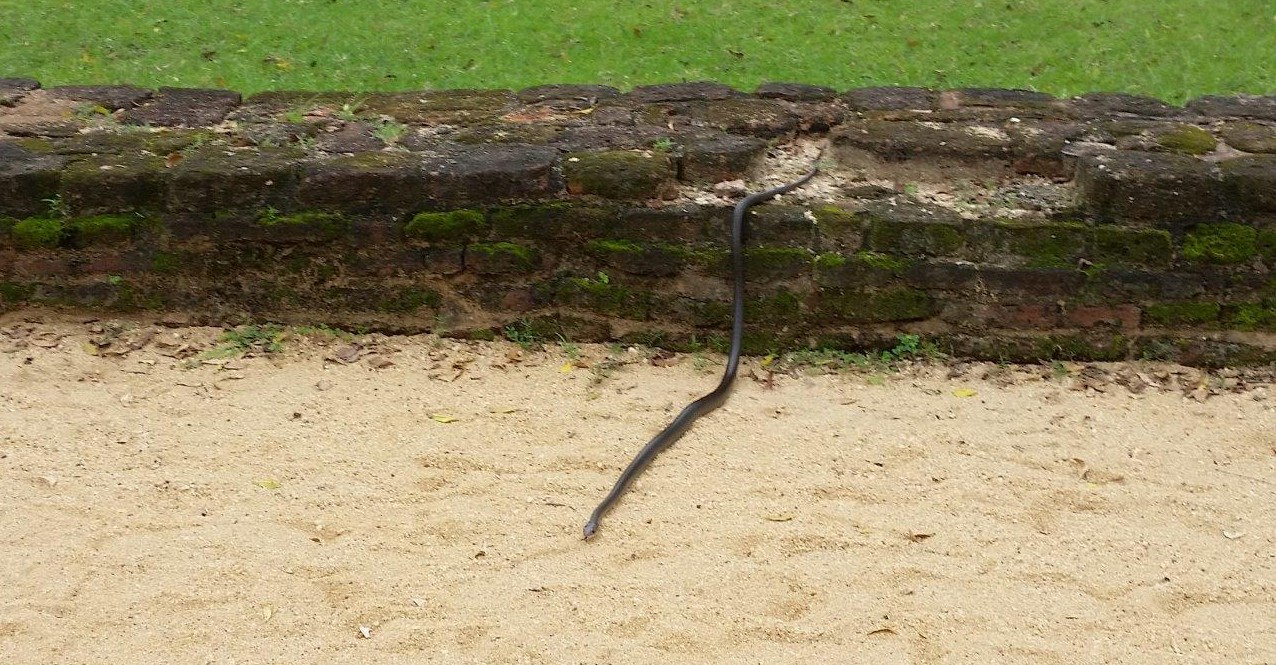 Snake by Alahana Pirivena in Polonnaruwa 1