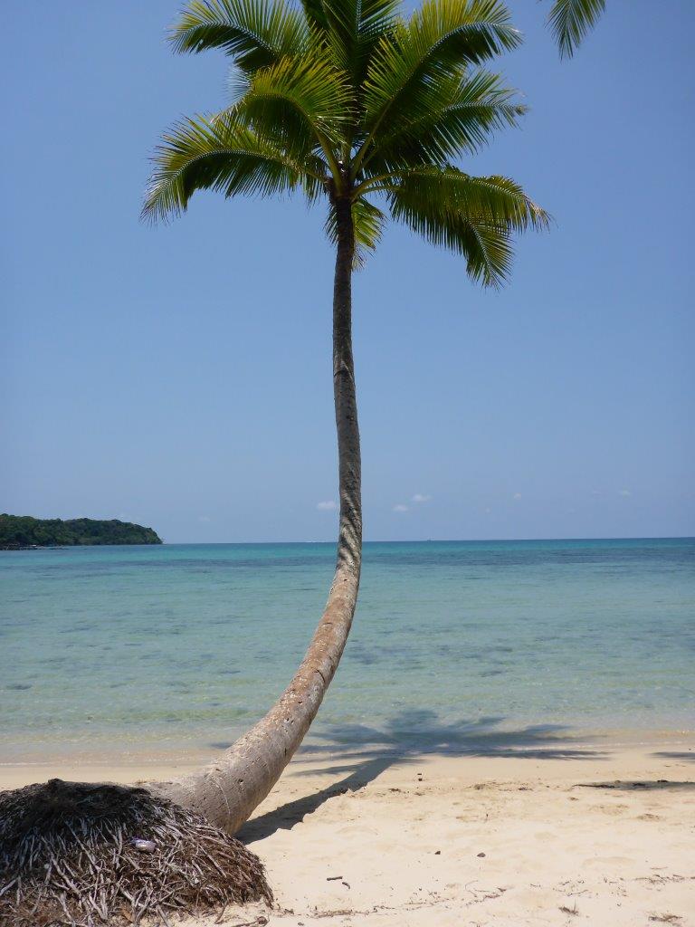 Palm at the beach at Dusita Resort, Koh Kood