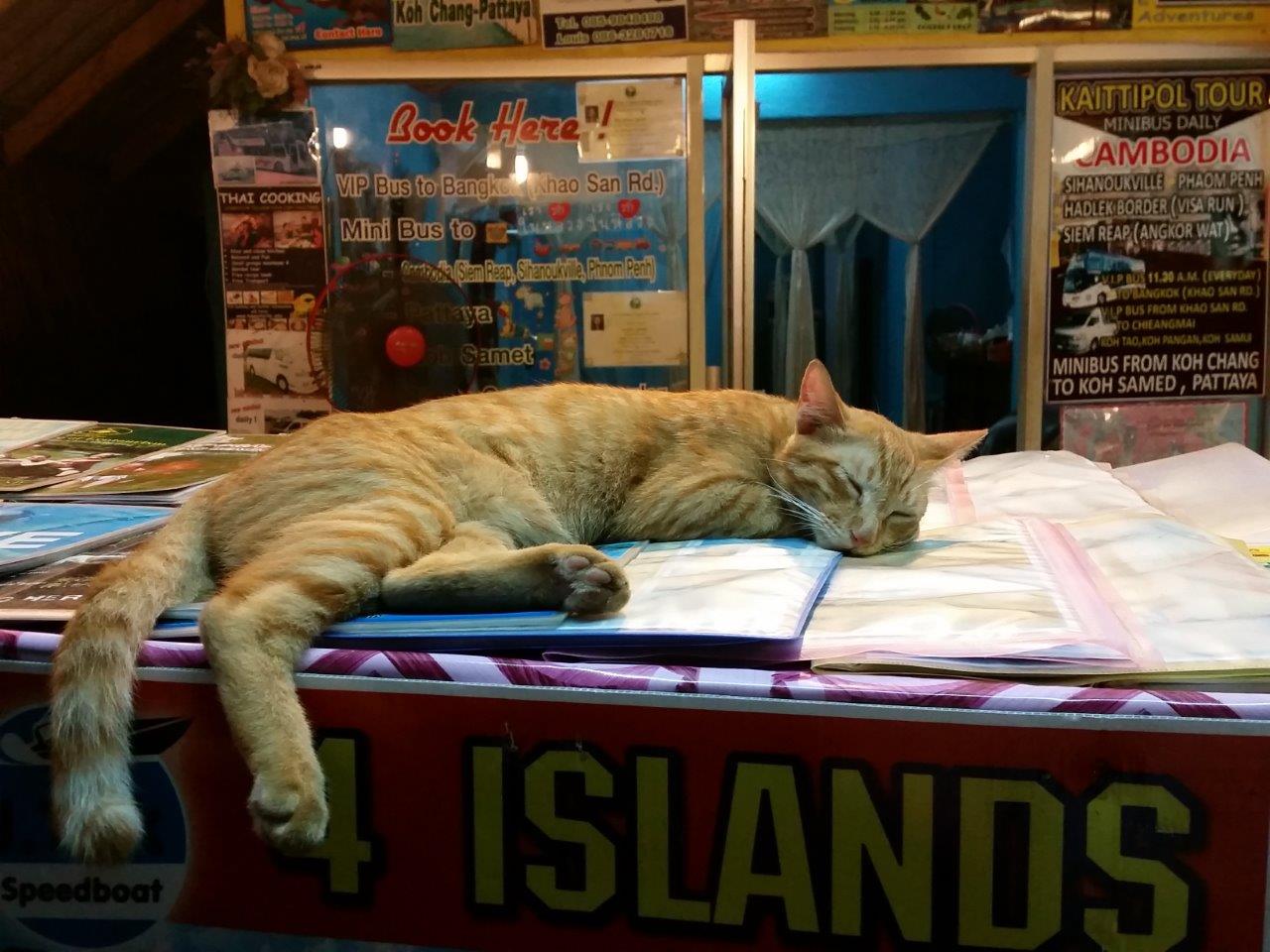 Too many bookings. Taking a nap!