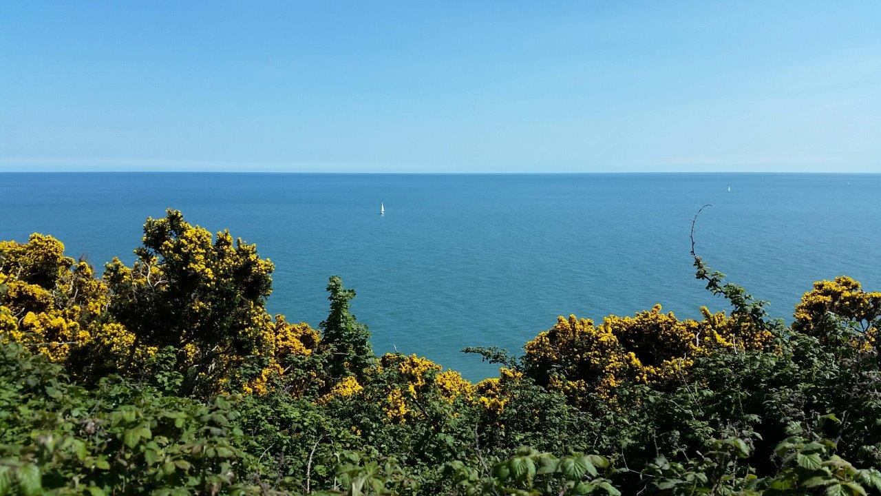 Bright colors along the path of the cliff walk between Bray and Greystone outside Dublin, Ireland