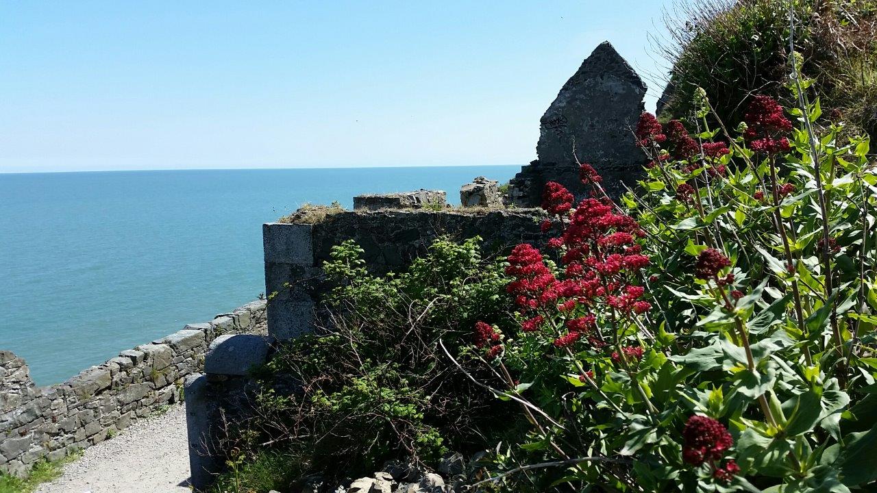 Flowers and an old stone house along the cliff walk between Bray and Greystone outside Dublin, Ireland