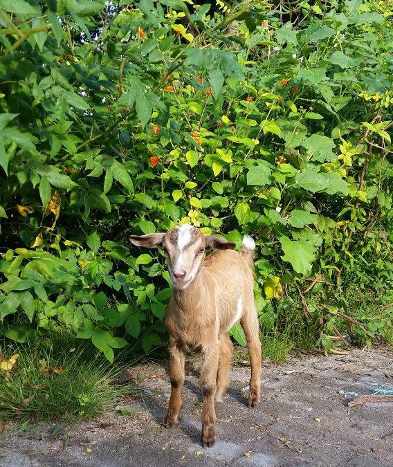 Goats who stare at men (or woman in this case). Gili Meno island, Indonesia