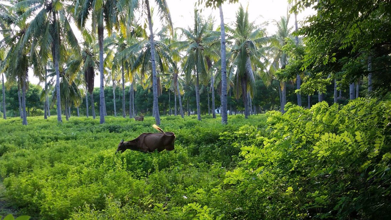 Happy cow at Gili Meno island, Indonesia
