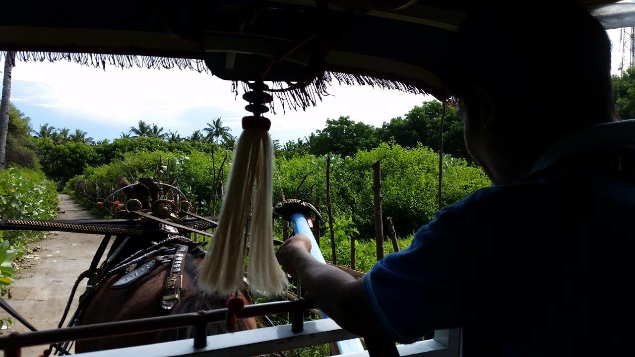 Horse transport at Gili Meno island, Indonesia