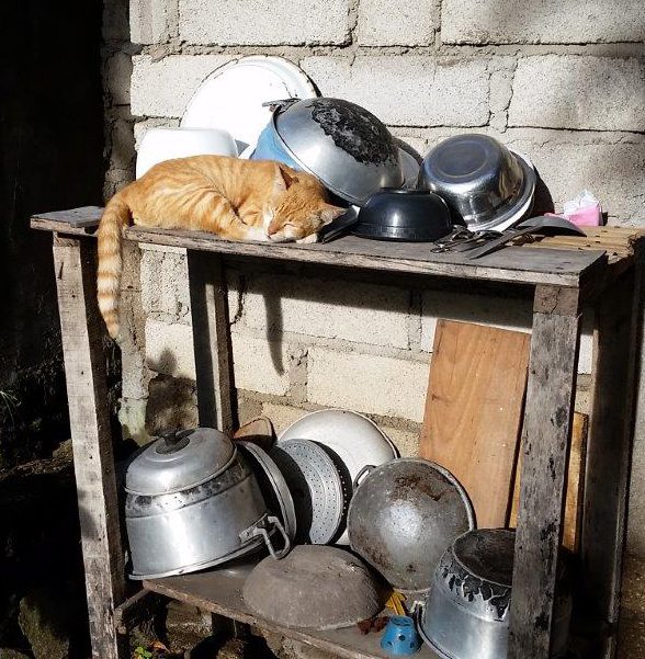 Lazy cat in the sun. Gili Meno island, Indonesia