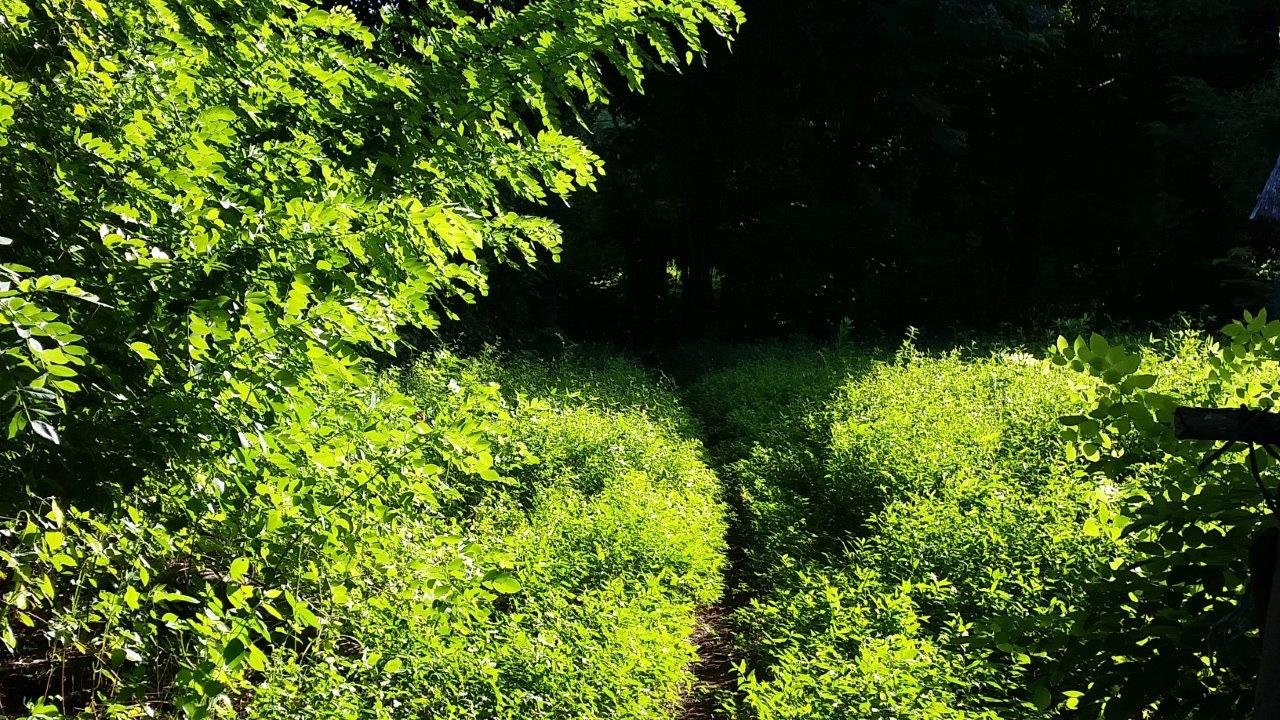 Lush green at Gili Meno island, Indonesia