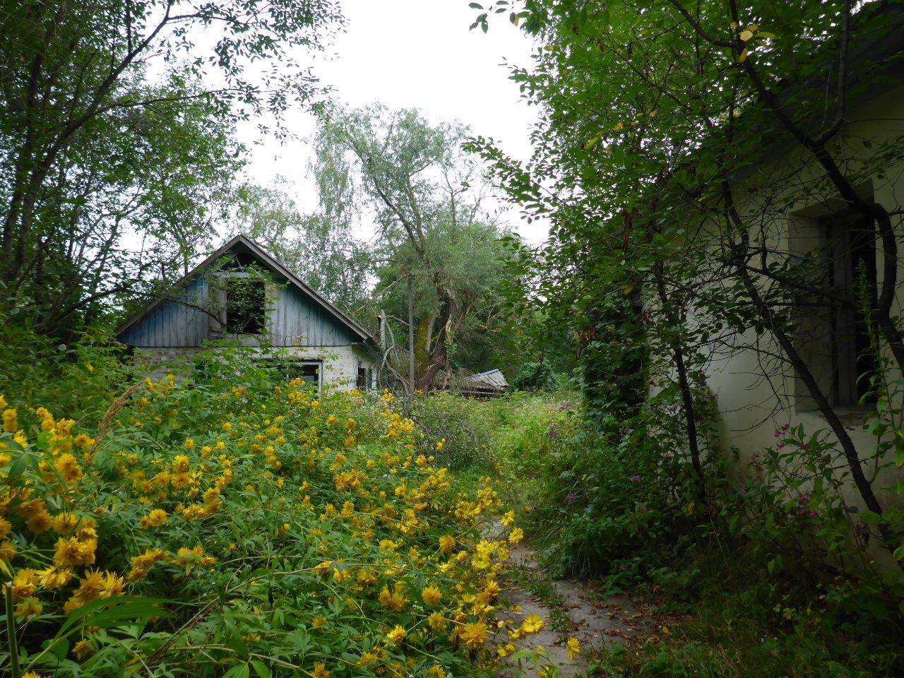 Nature taking over. Zalissya, Chernobyl, Ukraine