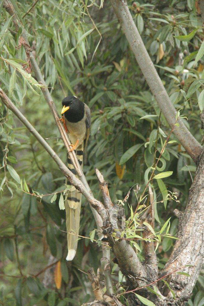 While waiting for the grey clouds to go away, a colorful bird suddenly appeared. Tiger's Nest. Paro Taktsang. Bhutan.