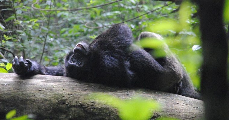 Chimpanzees and relaxation in Kibale