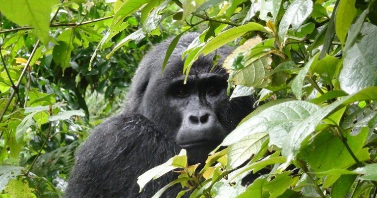 Gorilla trekking in Uganda